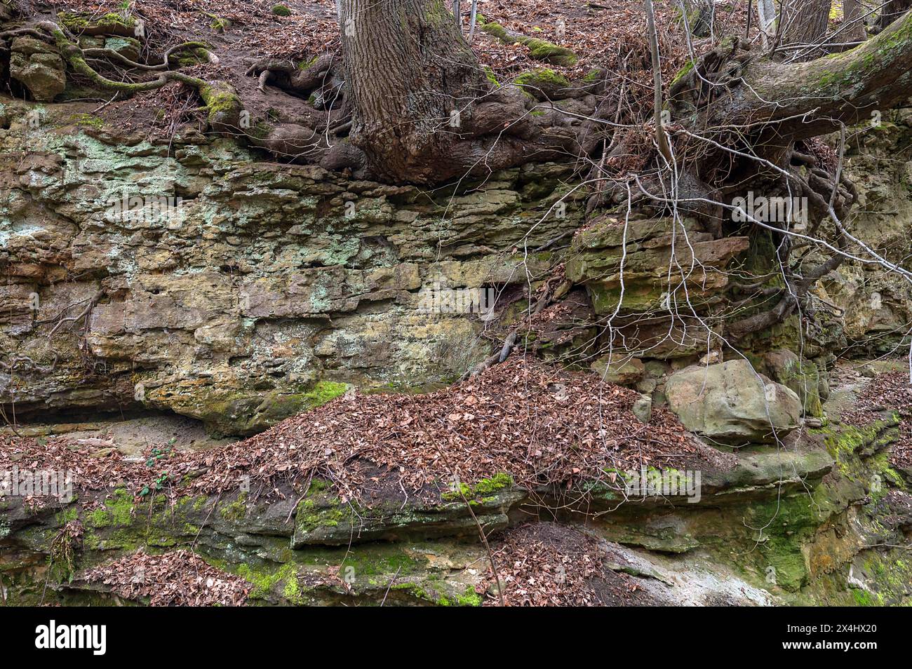 Strati di roccia con radici arboree nello storico fossato del castello di Altentahann, Franconia media, Baviera, Germania Foto Stock