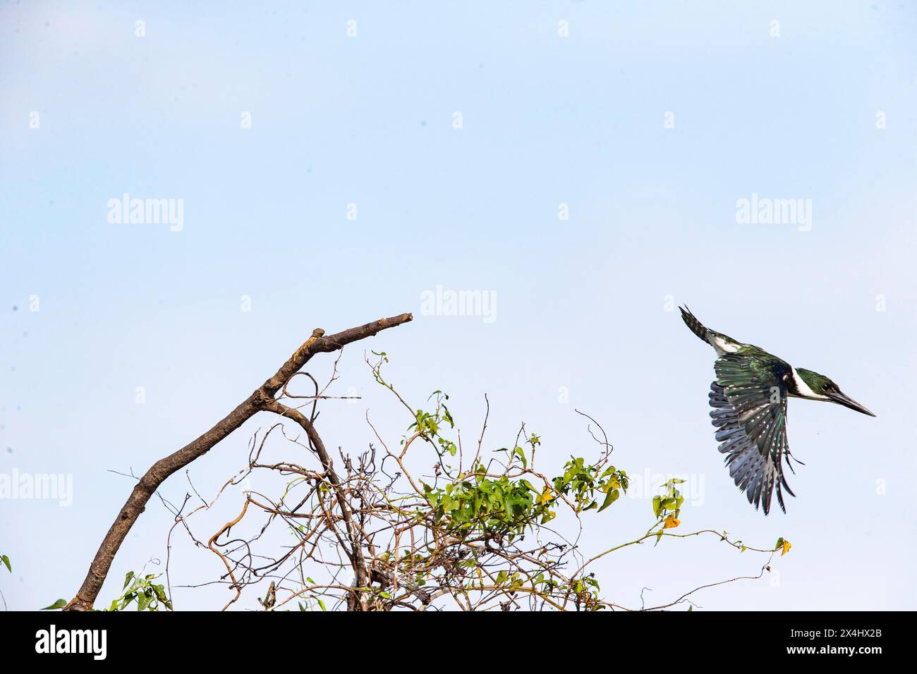 Green Kingfisher (Chloroceryle americana) Pantanal Brasile Foto Stock