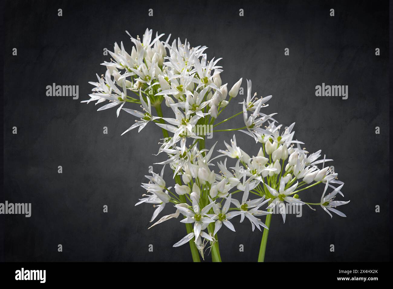 Fiori di aglio selvatico (Allium ursinum) su sfondo scuro, Baviera, Germania Foto Stock