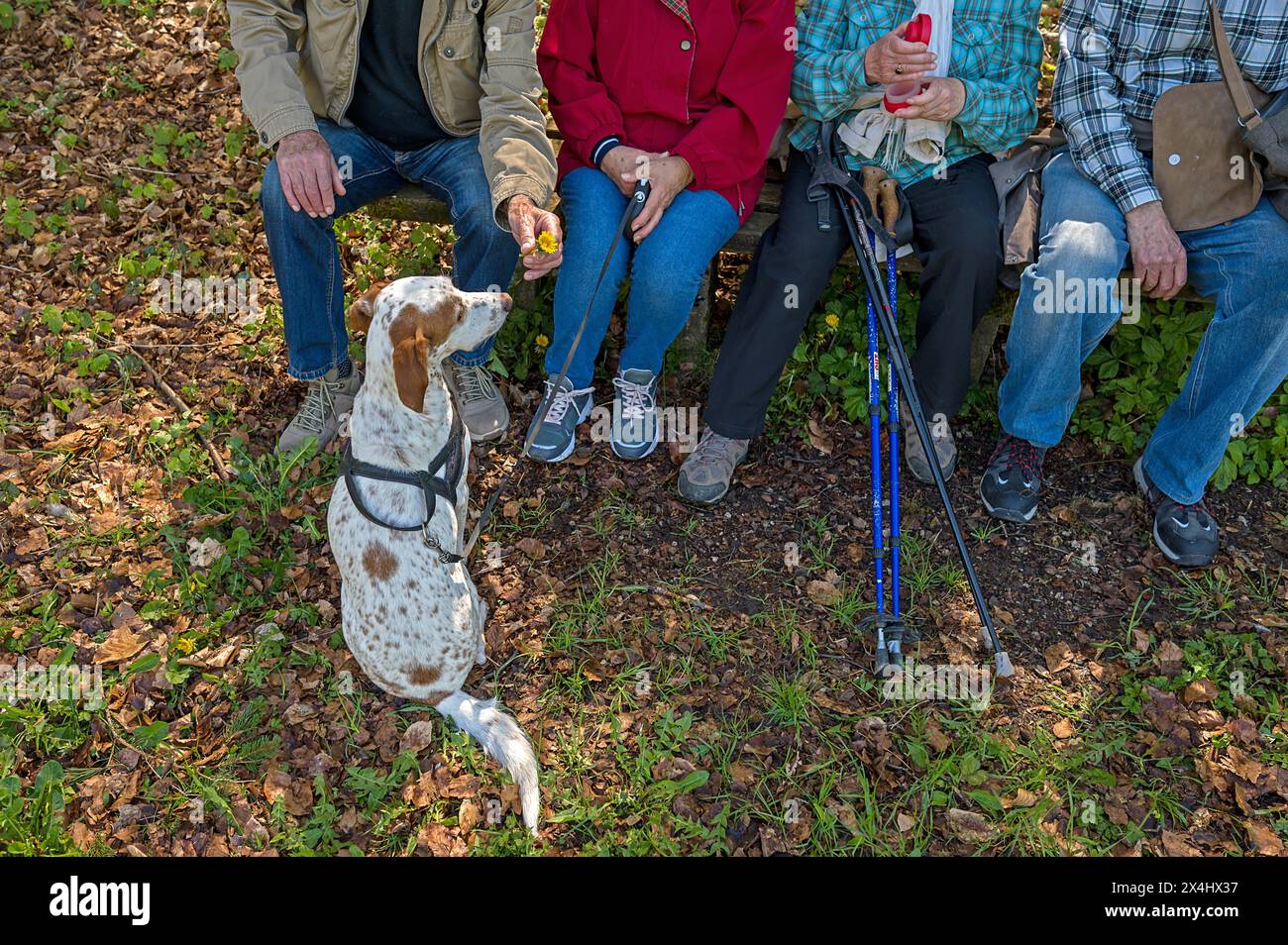 Quattro escursionisti fanno una pausa su una panchina, il loro cane, un puntatore, si siede di fronte ad essa e aspetta, Baviera, Germania Foto Stock