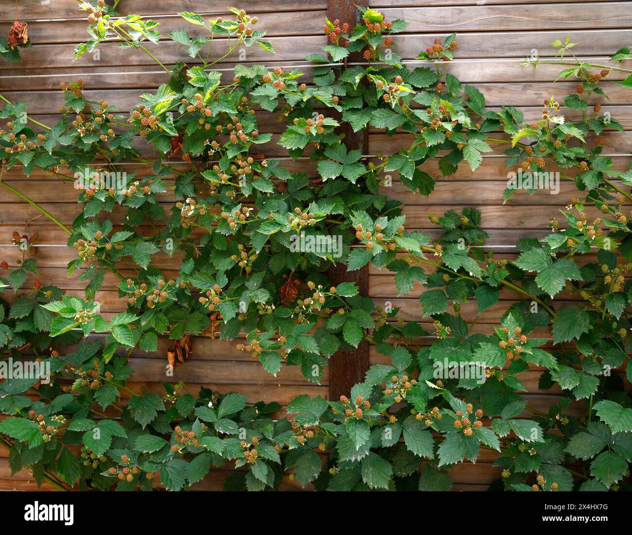 Primo piano delle foglie verdi e dei frutti della pianta da frutto del giardino rubus fruticosus loch ness coltivati in piano contro una recinzione. Foto Stock