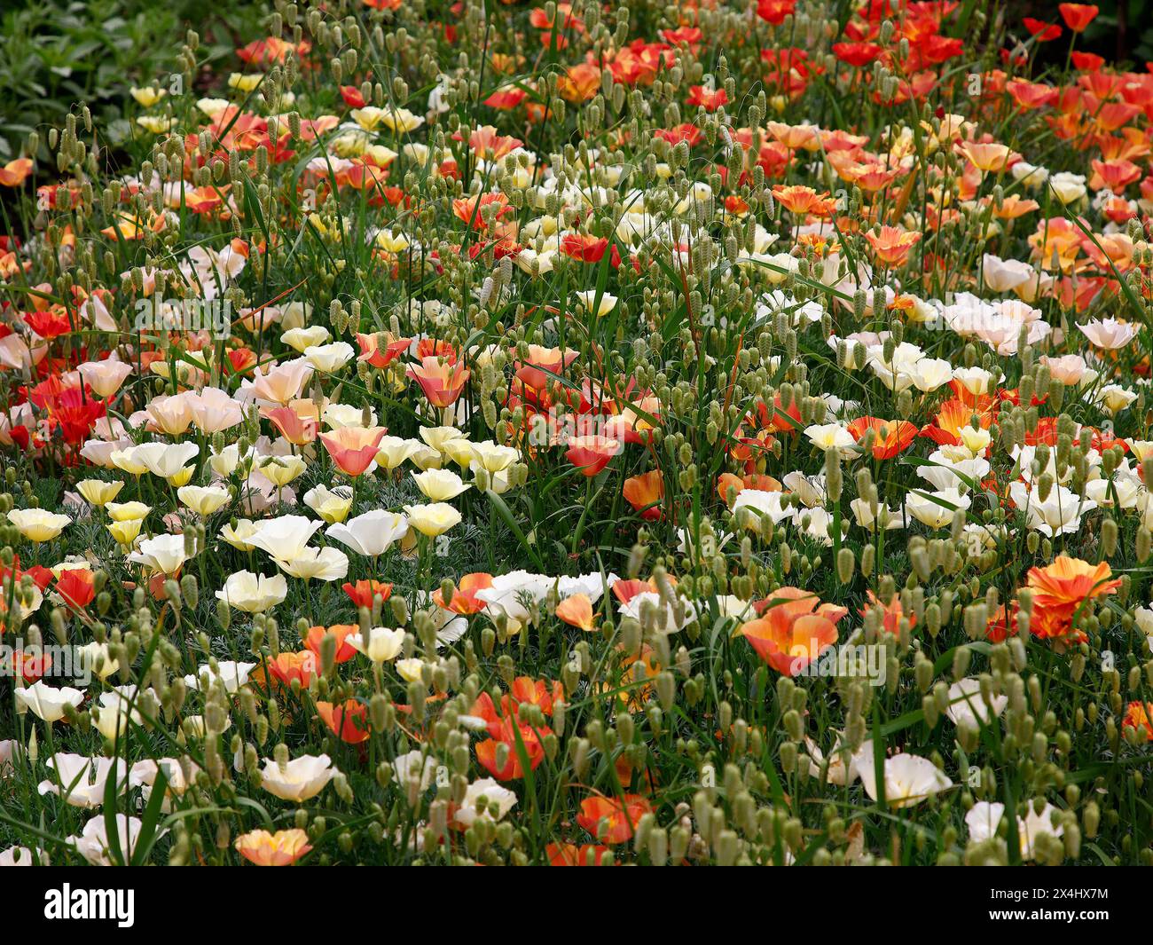 Primo piano dell'erba del giardino ornamentale Briza maxima e diversi colori di eschscholzia californica creatin un effetto prato di fiori selvatici. Foto Stock