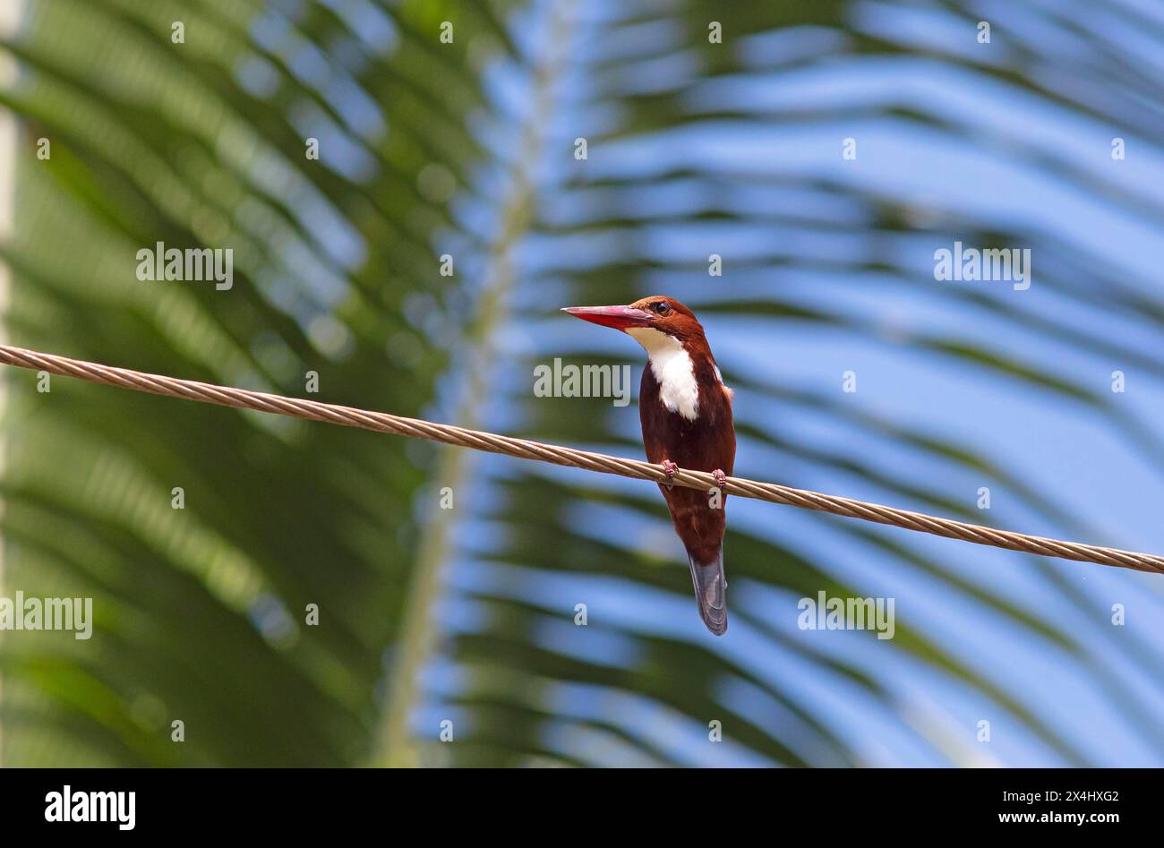 kingfisher dalla gola bianca (Halcyon smyrnensis) o kingfisher comune in Kerals Backwaters, Kumarakom, Kerala, India Foto Stock