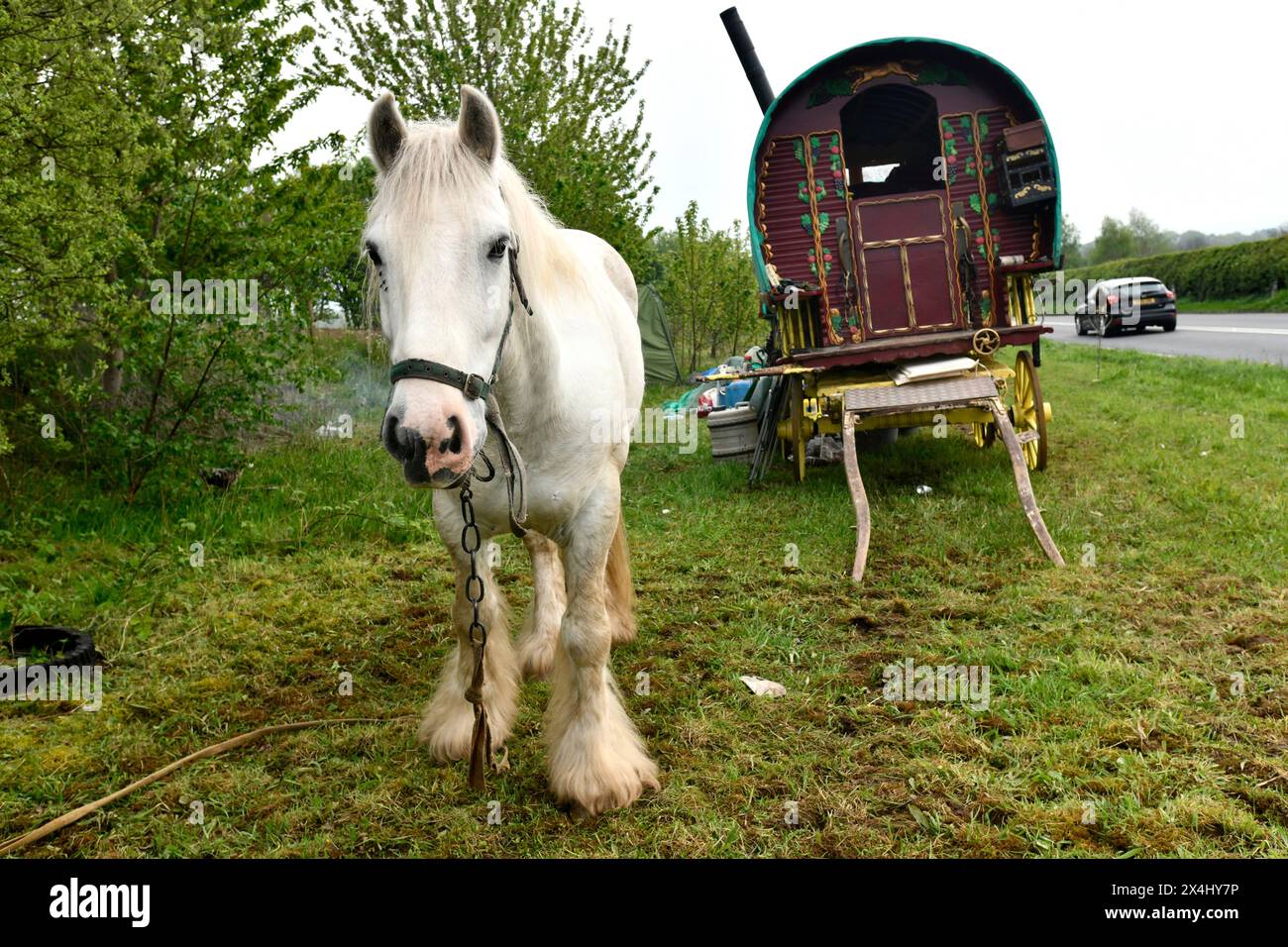 Cavallo bianco romagnolo al pascolo sul bordo della strada Gran Bretagna, Regno Unito Foto Stock