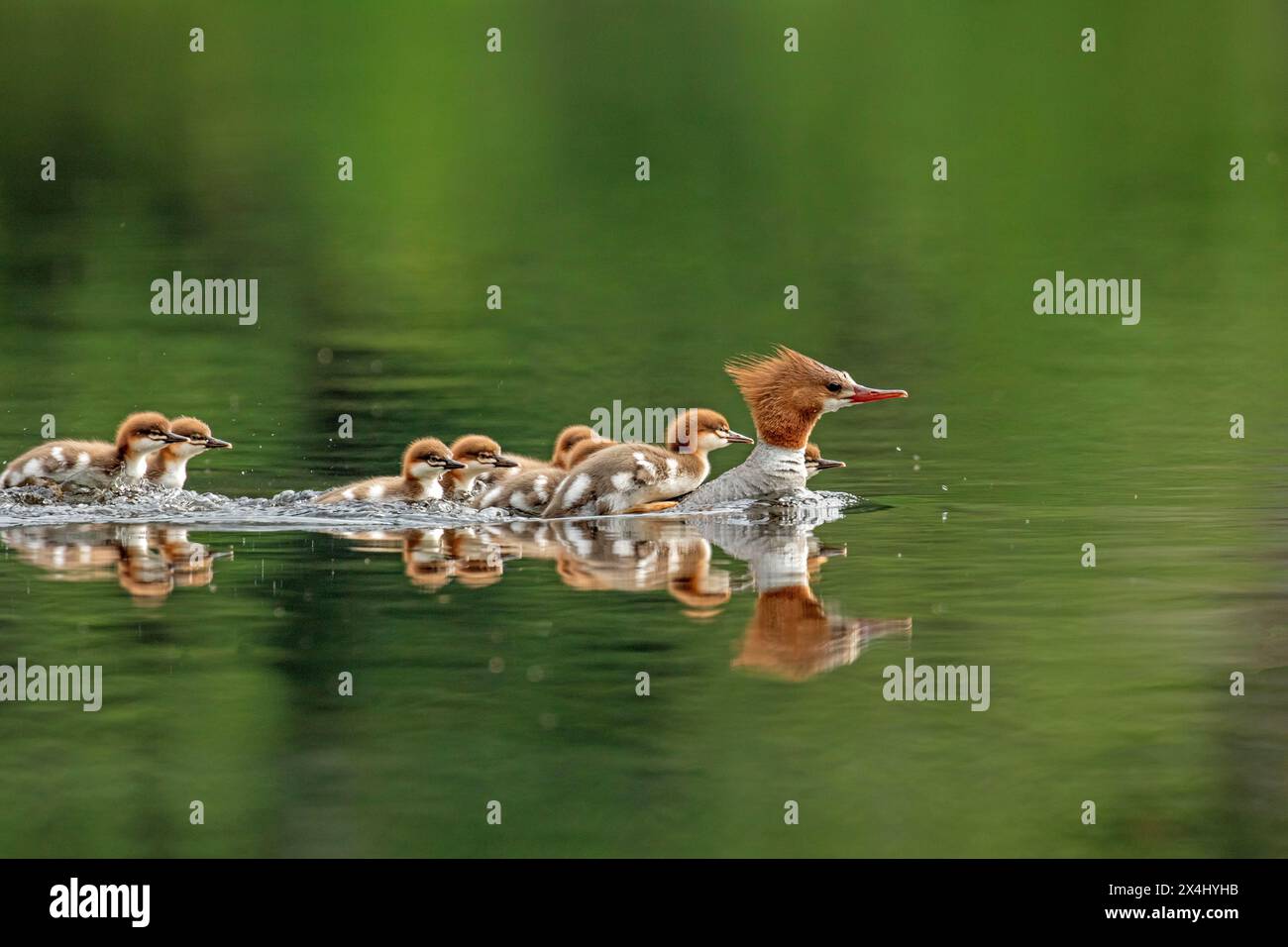 Merganser comuni (mergus merganser), nuoto e trasporto di bambini sulla schiena, parco nazionale la Mauricie, provincia del Quebec, Canada, Foto Stock