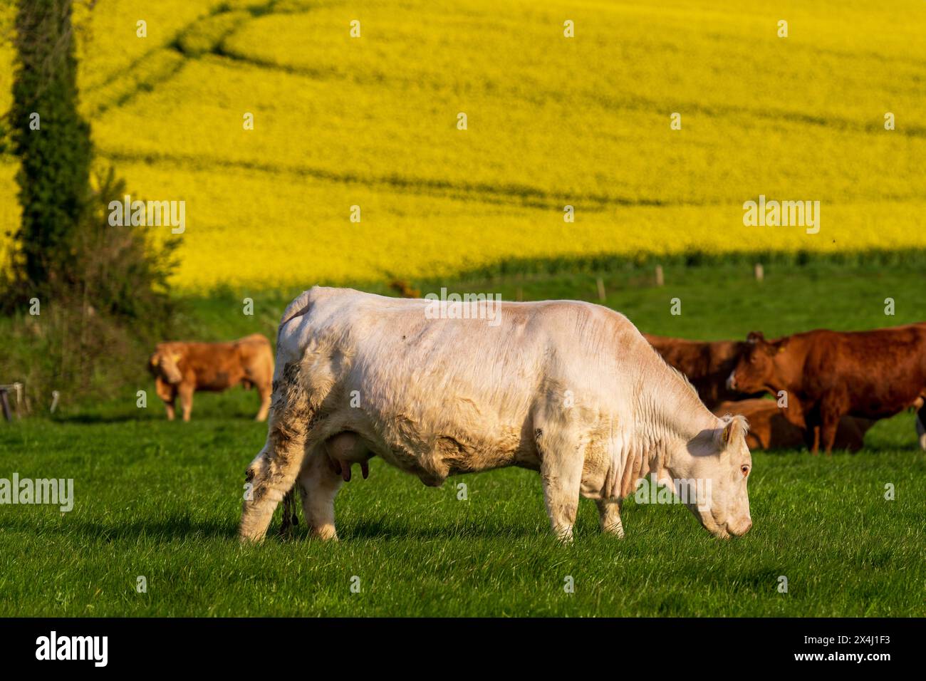 Bestiame che pascolano nei campi di lussuria d'erba con colza (Brassica napus subsp. Napus), noto anche come colza come sfondo. Foto Stock