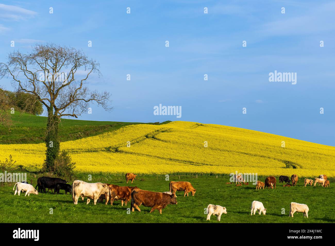 Bestiame che pascolano nei campi di lussuria d'erba con colza (Brassica napus subsp. Napus), noto anche come colza come sfondo. Foto Stock