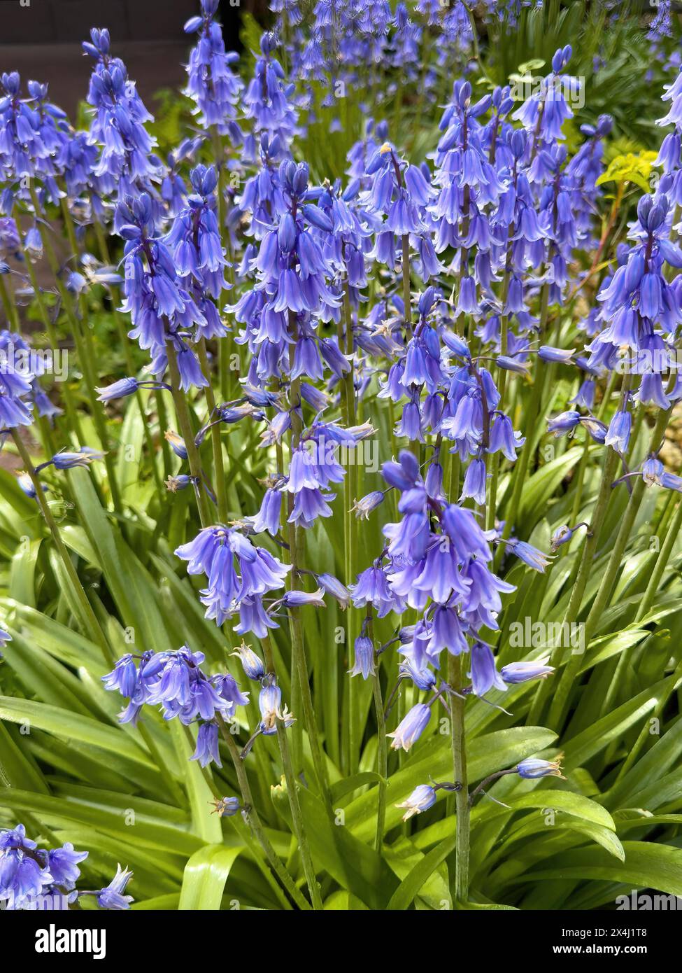 Blue Bellflowers Blue (Hyacinthoides hispanica) fiore da giardino, Germania Foto Stock