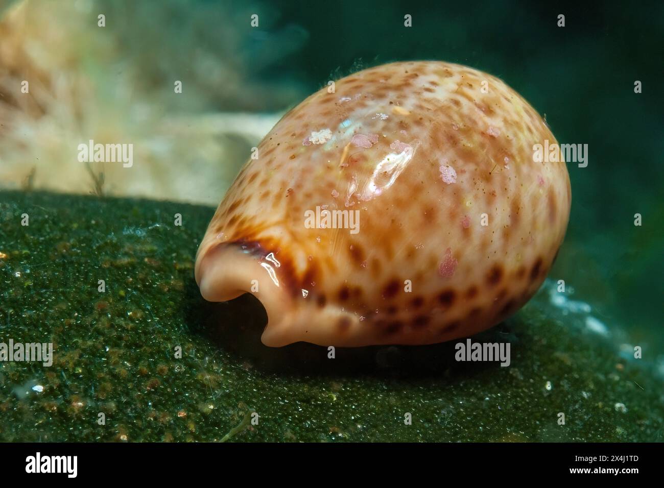 cowrie maculata (Trivia monacha) lumaca di cowry che strizza sul piccolo tappeto di alghe marine, Mar Mediterraneo, Isole Margalide, Ibiza, Spagna Foto Stock