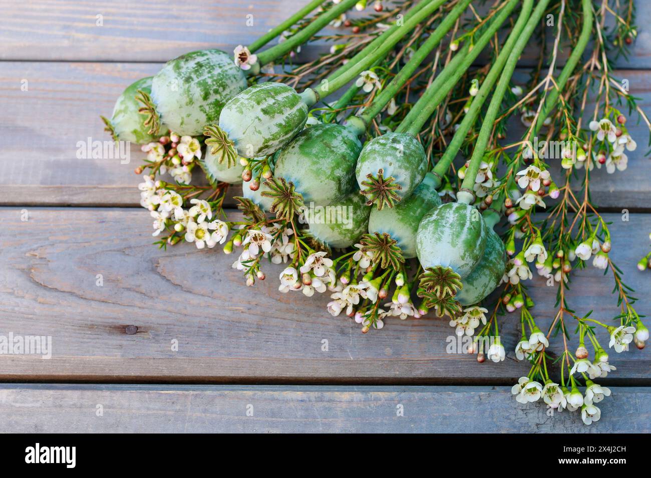 Teste di papavero essiccate e ramoscelli di fiori di camelio su sfondo di legno. Foto Stock