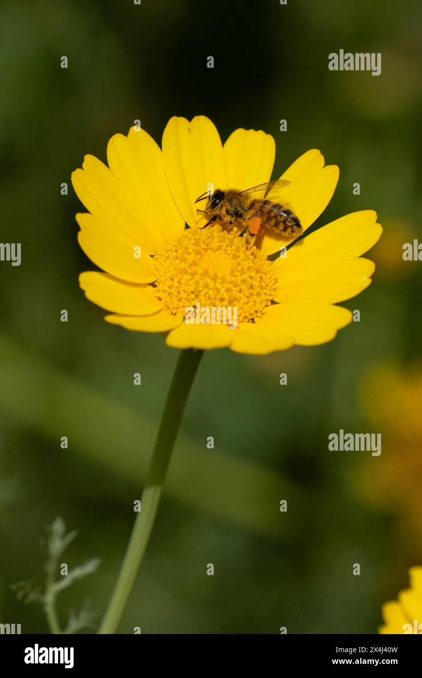 Un'ape di miele, il suo corpo è stato spolverato di giallo con polline e i suoi cesti di polline pieni, appollaiati in cima a una margherita di corona selvatica in una giornata di sole. Foto Stock