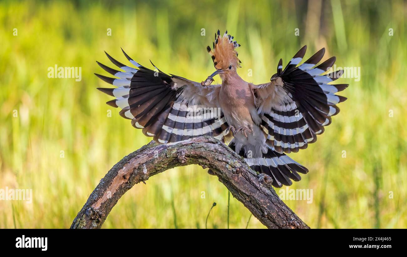 Hoopoe (Upupa Epops) volare, avvicinarsi, atterrare, Bird of the Year 2022, con caterpillar come cibo, baldacchino rialzato, alba, prato fiorito, Medio Foto Stock