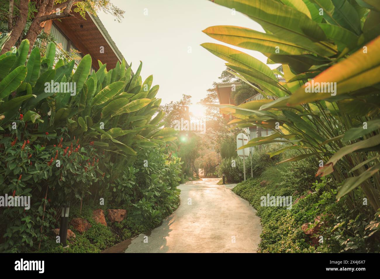 Splendida vegetazione tropicale, giardino ornamentale e vialetto con luce solare al mattino Foto Stock
