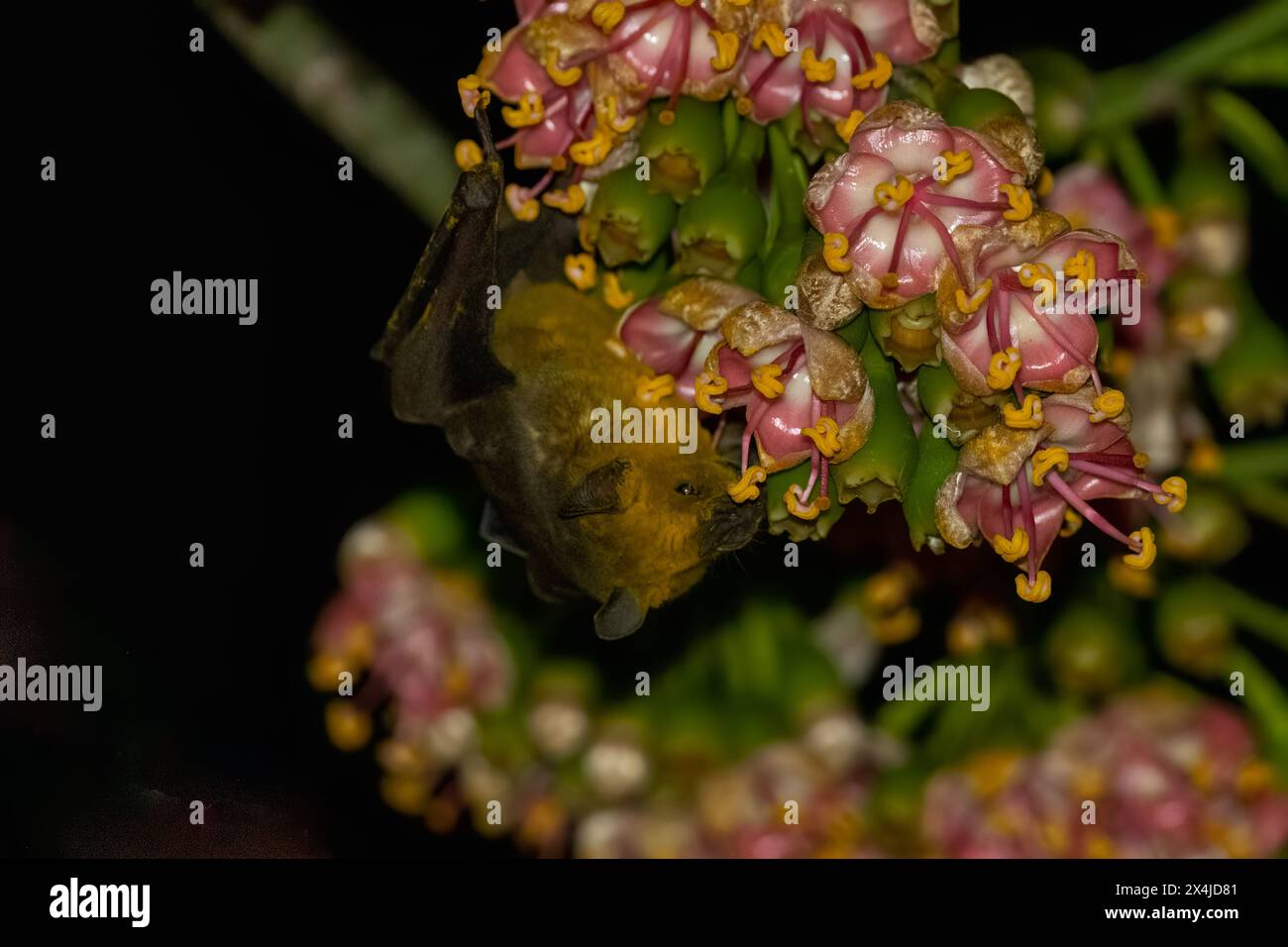 Pipistrello da frutta giamaicano che impollina l'albero fiorito Foto Stock