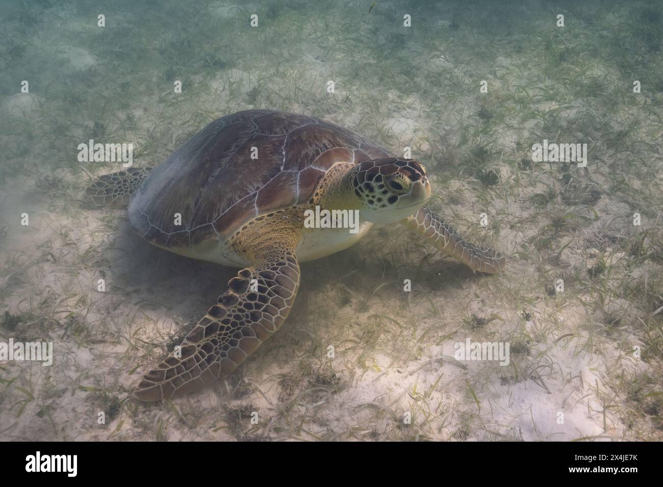 Tartaruga marina verde nel letto di mare Foto Stock