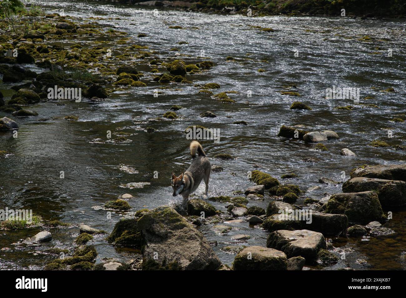 Inuit settentrionale (Direwolf) nel fiume Wharfe presso le pietre a gradini a Hebden Hippings (sotto Hebden) a Wharfedale, North Yorshire, Inghilterra, Regno Unito Foto Stock
