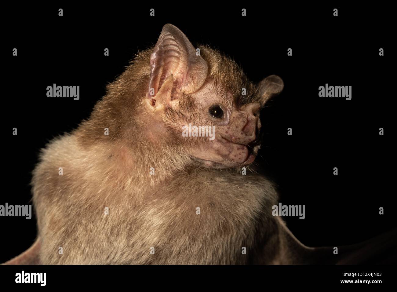 Primo piano di pipistrello vampiro di notte Foto Stock