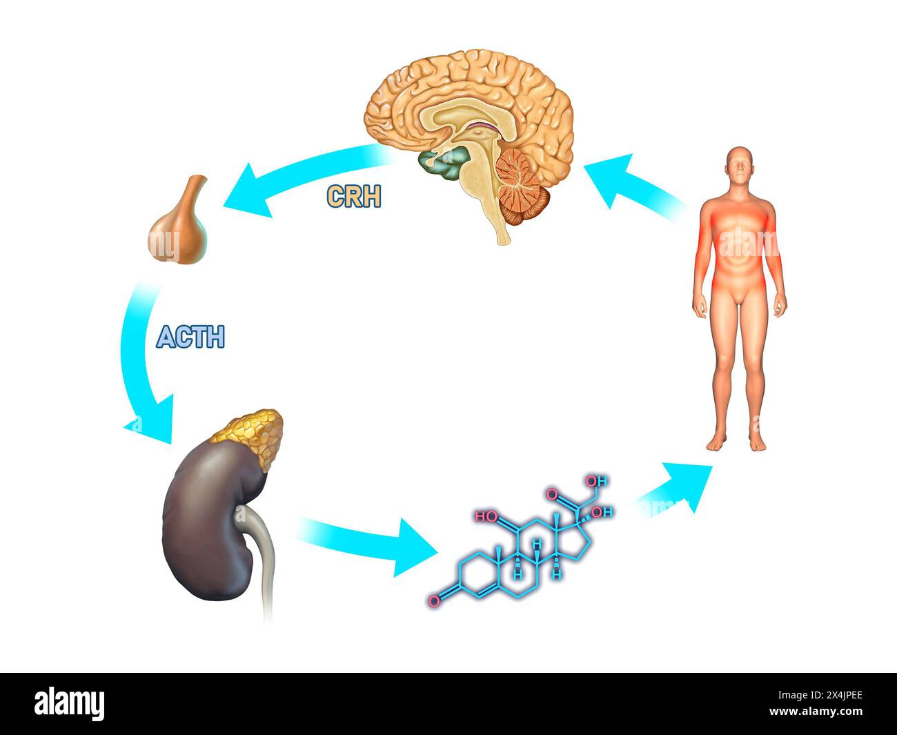 Diagramma di risposta allo stress basico del corpo umano. Illustrazioni digitali, rendering 3D. Foto Stock