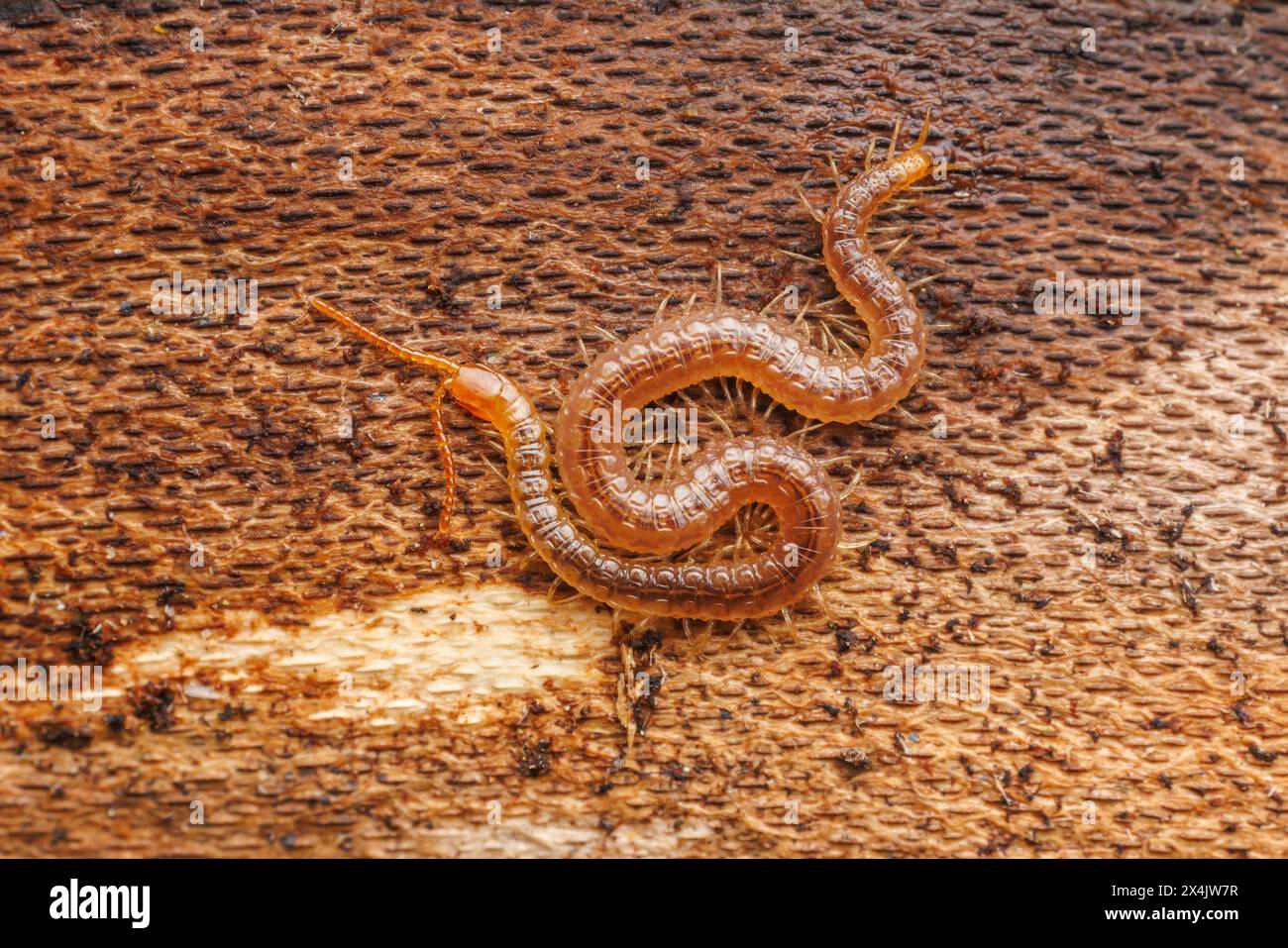 Diamondback Soil Centipede (Geophilus vittatus) Foto Stock