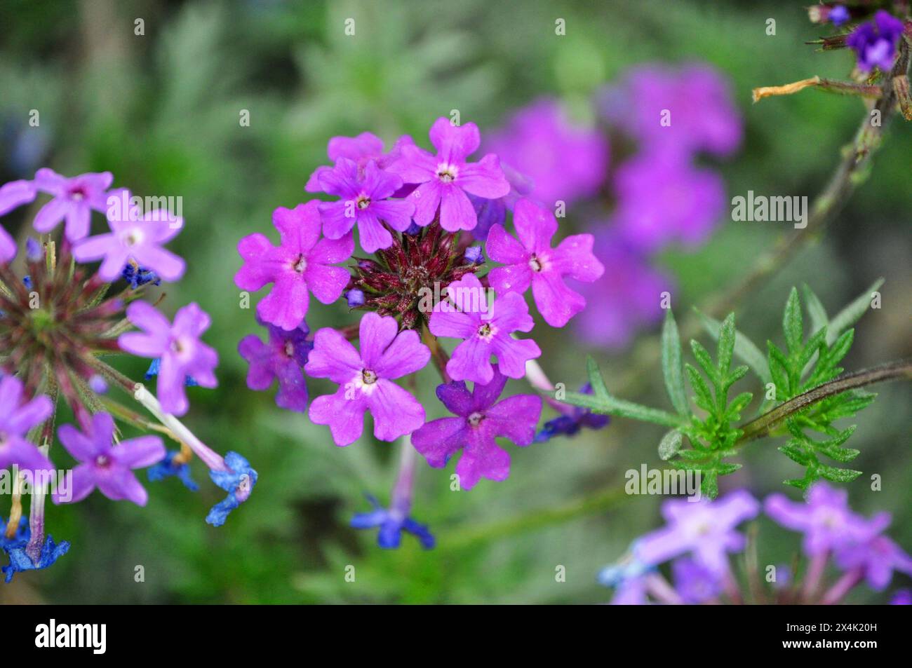 Fiori viola - Glandularia delticola Foto Stock