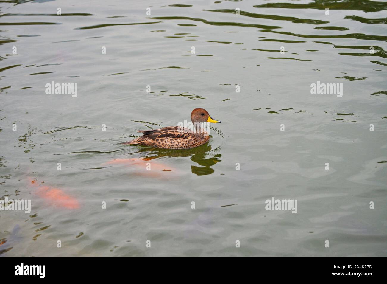 Giovane anatra che nuota nel lago Foto Stock
