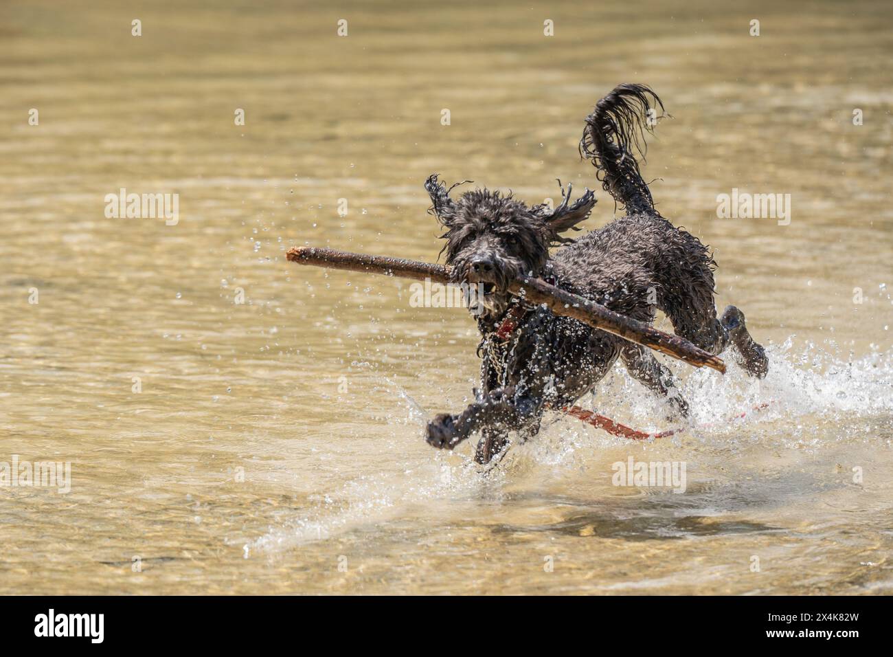 Il cane felice il giorno di primavera recupera il bastone nello stagno. Foto Stock