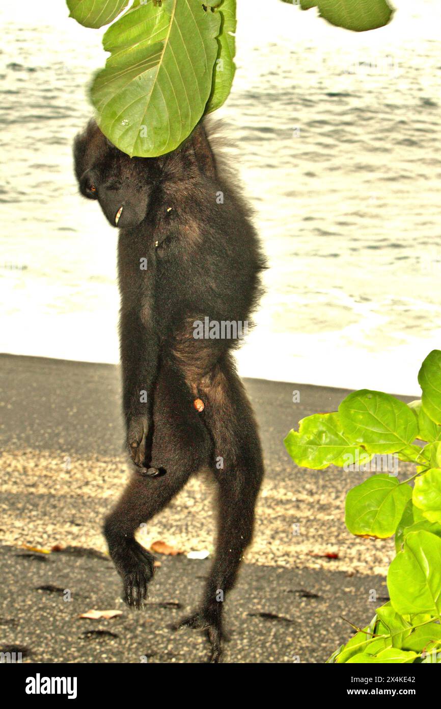 Un macaco crestato (Macaca nigra) è appeso su un albero mentre si prepara su una spiaggia sabbiosa a Taman Wisata Alam Batuputih (Parco naturale di Batuputih), vicino alla riserva naturale di Tangkoko nel nord di Sulawesi, Indonesia. Il cambiamento climatico è uno dei principali fattori che influenzano la biodiversità in tutto il mondo a un ritmo allarmante secondo un team di scienziati guidato da Antonio Acini Vasquez-Aguilar nel loro documento del marzo 2024 sulla valutazione di Environ Monit. L'Unione Internazionale per la conservazione della natura (IUCN) afferma anche che l'innalzamento delle temperature ha portato a cambiamenti ecologici, comportamentali e fisiologici nelle specie selvatiche e... Foto Stock