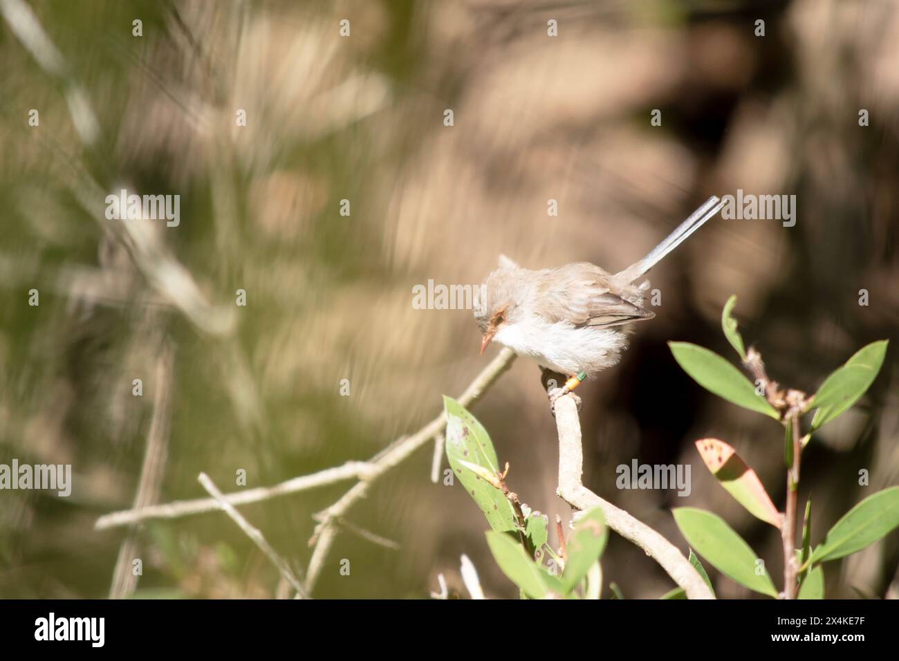 la fata femminile wren ha un corpo marrone chiaro con un cinturino bianco e un occhio arancione Foto Stock