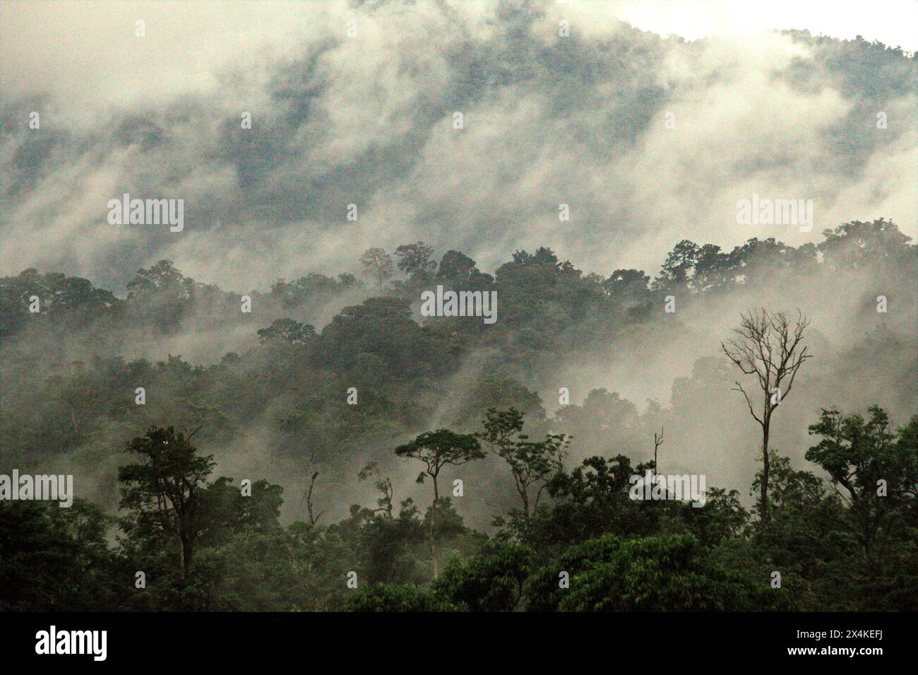 Foresta pluviale ai piedi del Monte Tangkoko e del Monte Duasudara (Dua Saudara) a Bitung, Sulawesi settentrionale, Indonesia. Questo paesaggio protegge la biodiversità, ma i cambiamenti climatici minacciano a un ritmo allarmante. La foresta di Tangkoko soffre attualmente di un aumento della temperatura fino a 0,2 gradi Celsius all'anno, come riportato da un team di primatologi guidati da Marine Joly, con anche l'abbondanza complessiva di frutta è diminuita. L'Unione Internazionale per la conservazione della natura (IUCN) afferma che l'innalzamento delle temperature ha portato a cambiamenti ecologici, comportamentali e fisiologici nelle specie selvatiche e... Foto Stock