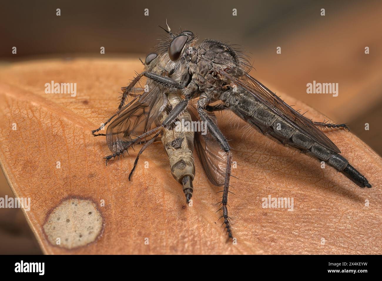 Robber Fly con preda, una pila di messa a fuoco di 14 immagini. Foto Stock Robber Fly con preda, una pila di messa a fuoco di 14 immagini. Foto Stock