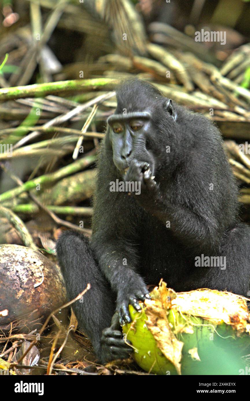 Un macaco crestato (Macaca nigra) mangia frutta di cocco, un raccolto importante per le comunità della zona, poiché si trova a terra nella foresta di Tangkoko, Bitung, Sulawesi settentrionale, Indonesia. Sede di molte specie di fauna selvatica, tra cui questa specie a rischio critico, la foresta di Tangkoko soffre di un aumento della temperatura fino a 0,2 gradi Celsius all'anno, come riportato da un team di primatologi guidati da Marine Joly, aggiungendo che anche l'abbondanza complessiva di frutta è diminuita. La temperatura di riscaldamento potrebbe ridurre l'idoneità all'habitat delle specie di primati, costringendo i gruppi di scimmie a uscire da habitat sicuri... Foto Stock