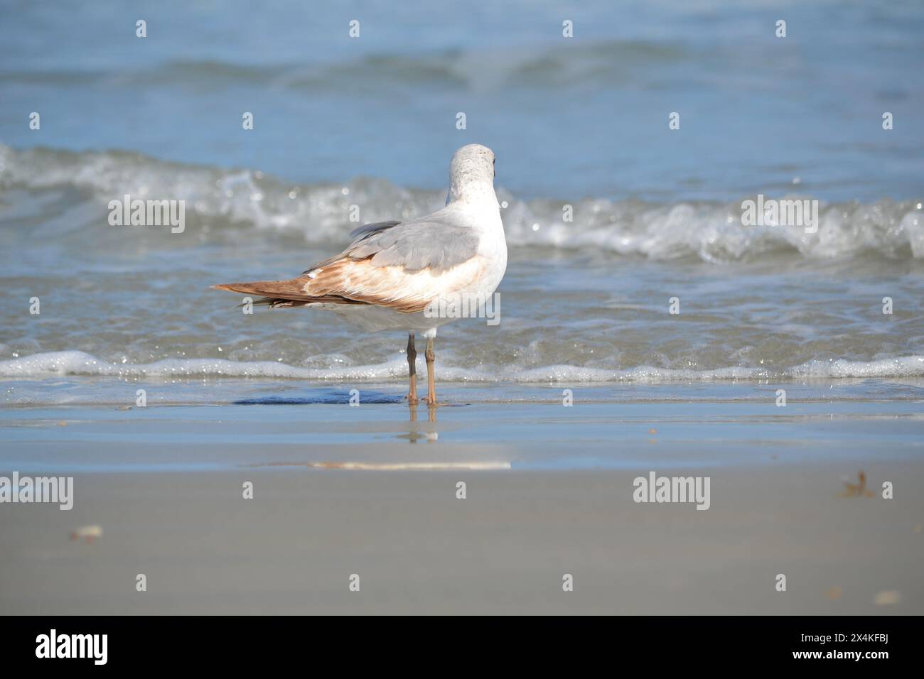 Un gabbiano di aringa si erge sul bordo dell'acqua, guardando l'oceano mentre le onde si infrangono a Ponce Inlet, Jetty Beach, Florida. Foto Stock