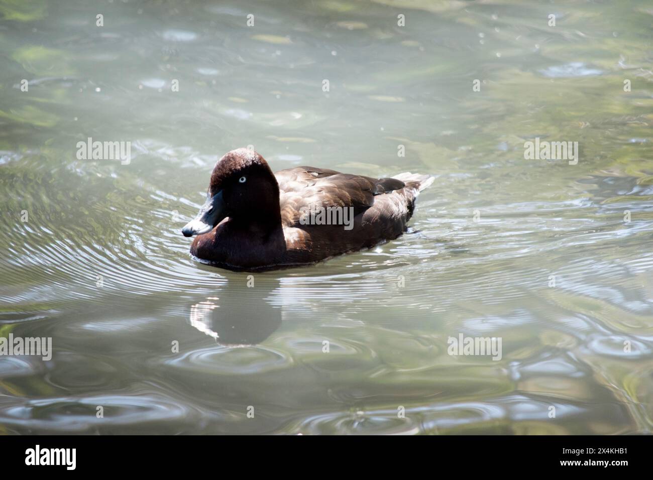 Le anatre australiane dagli occhi bianchi sono marrone-cioccolato uniforme con fianchi ruvidi, una macchia bianca irregolare sulla pancia e una sottocoda bianca. Foto Stock