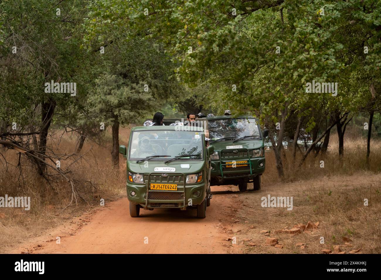 jaipur , rajasthan / india - 1 dicembre 2023 - persone o turisti in safari leopardi selvatici in veicoli elettrici buoni per la riserva jhalana di controllo dell'inquinamento Foto Stock