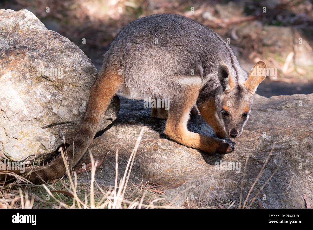 Il wallaby Rock dai piedi gialli è colorato con una striscia bianca di guancia e orecchie arancioni. Foto Stock