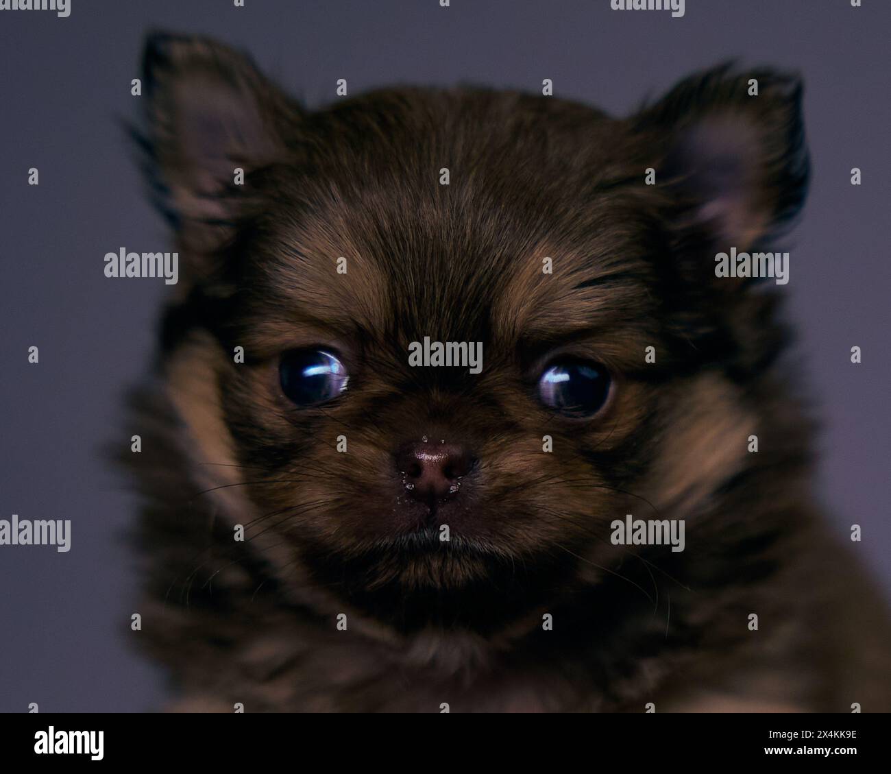 Ritratti un simpatico cucciolo marrone chihuahua maschio. Foto Stock