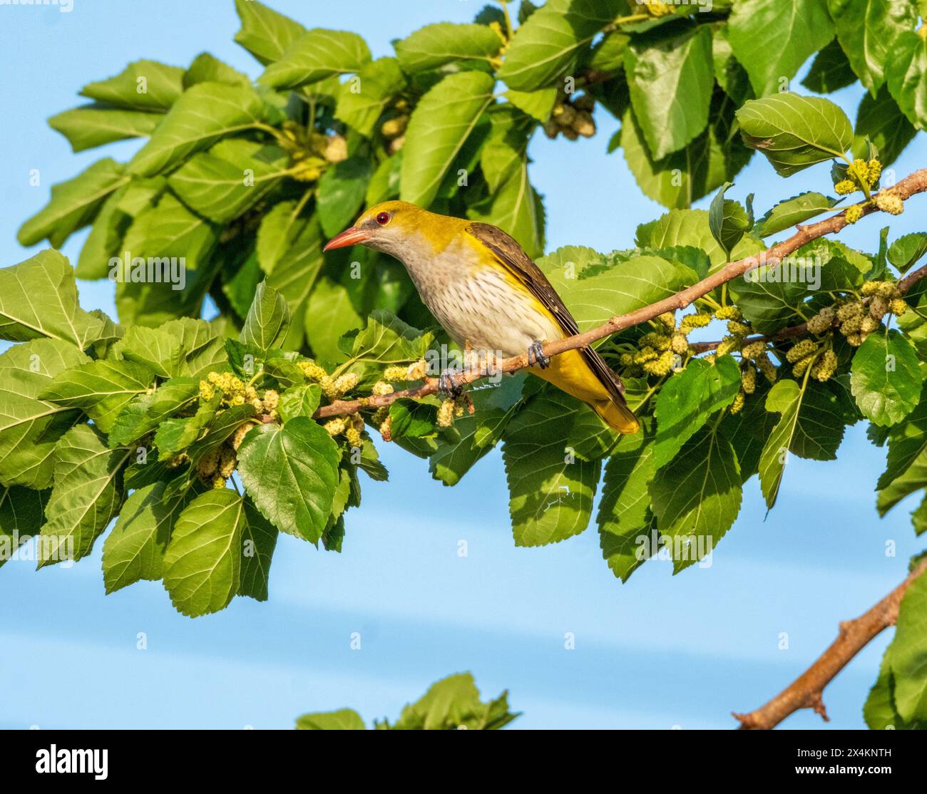 Femmina di oriole dorate eurasiatiche (Oriolus oriolus) che si nutre in un albero di gelso, Cipro Foto Stock