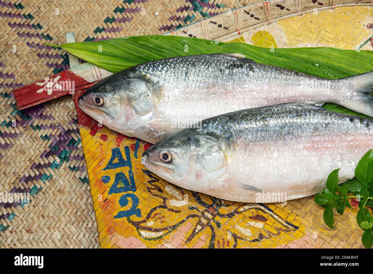 Ilish on welcome tray, National fish of Bangladesh Hilsafish ilisha terbuk hilsa aringhe o hilsa shad Clupeidae Family on white background, Famous bo Foto Stock