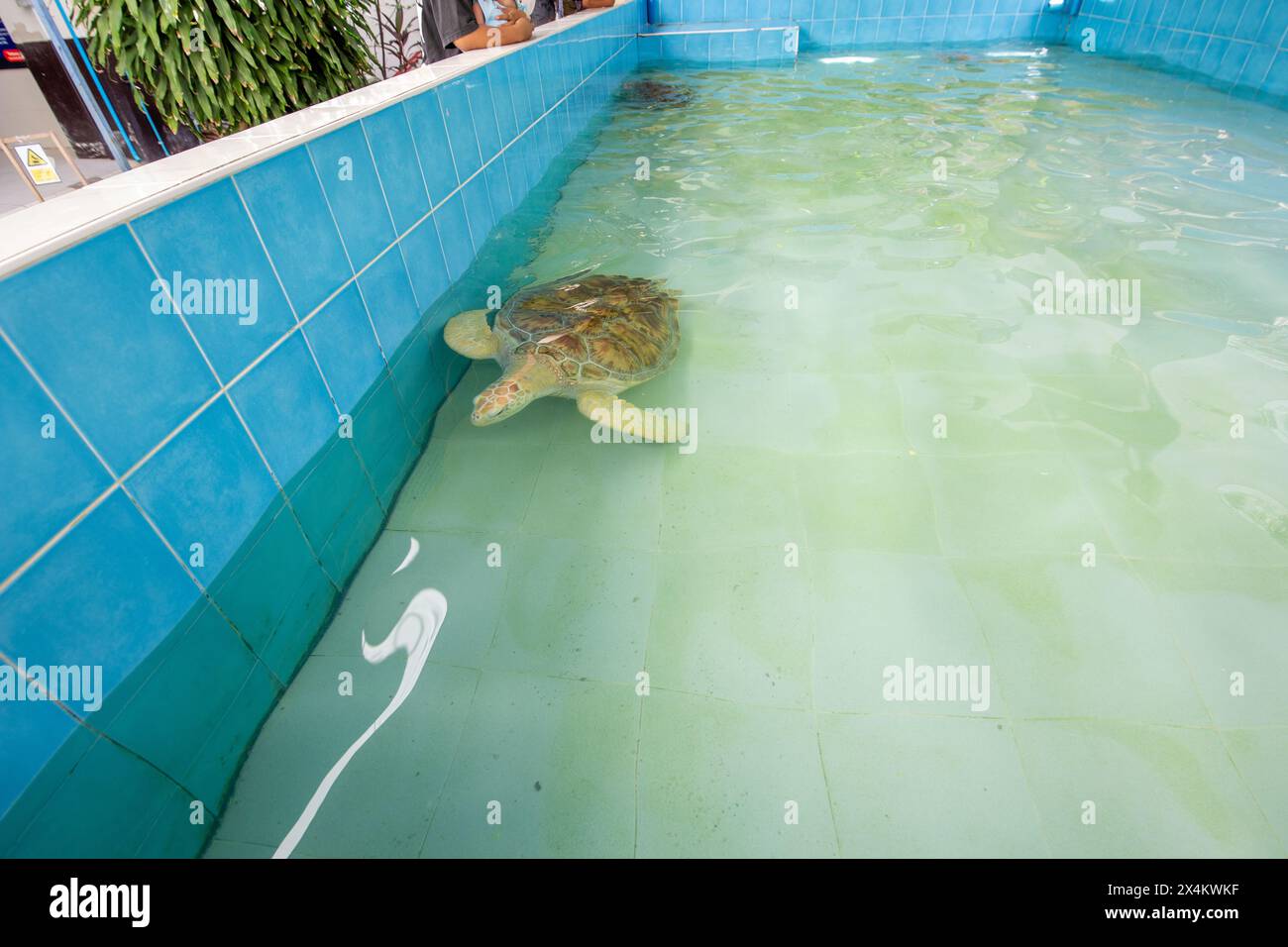 La grande tartaruga Olive Ridley sta nuotando in un grande stagno Foto Stock