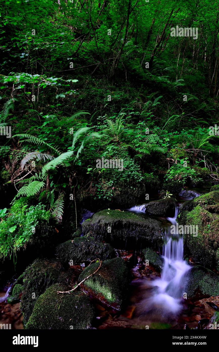 Cascada de A Salgueira, Taramundi, asturiano, Spagna Foto Stock