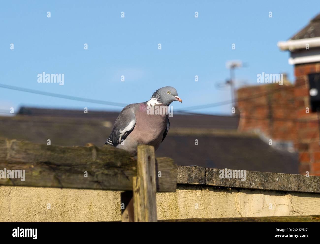 Woodpigeon appollaiato sul recinto Foto Stock