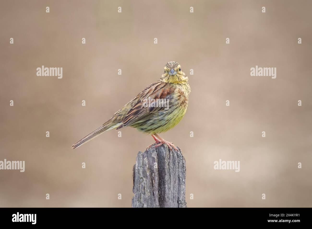 L'habitat ideale per i terreni agricoli del cirl è un misto di prati e campi coltivabili, divisi da bastoncini di legno e spessi siepi. Foto Stock