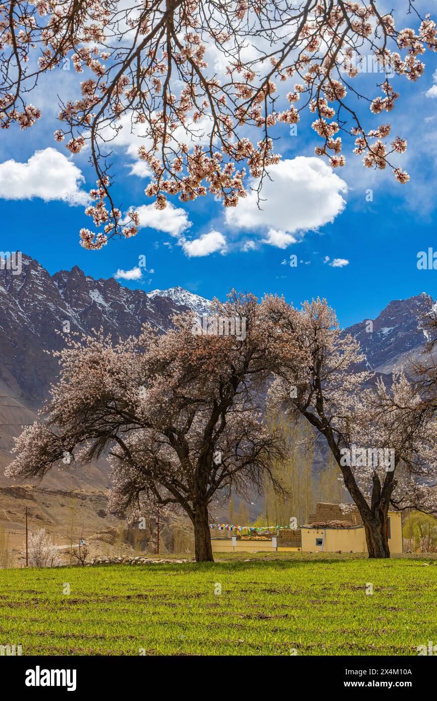 Un bellissimo paesaggio con alberi di riccio che fioriscono, cielo blu, nuvole e montagne sullo sfondo Foto Stock