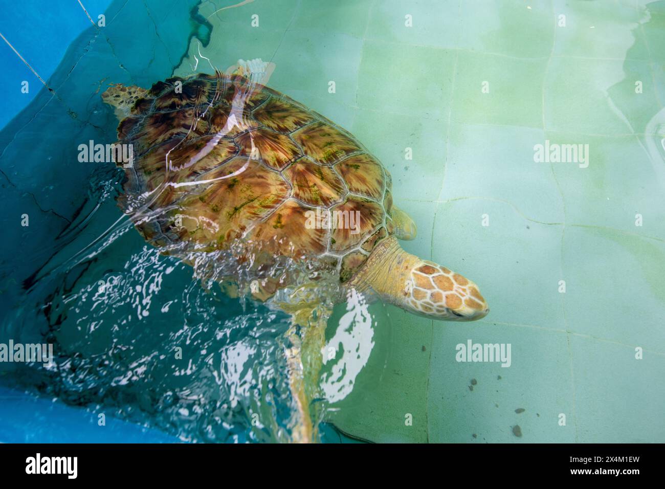 La grande tartaruga Olive Ridley sta nuotando in un grande stagno Foto Stock