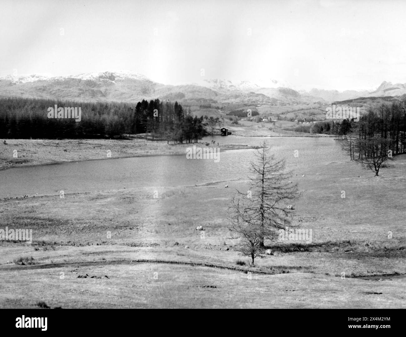 Claife, Wise Een Tarn, Cumbria-12 aprile 1983 Foto Stock