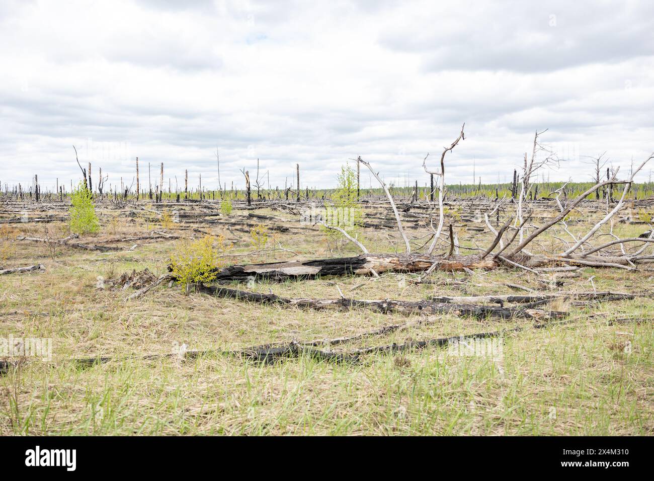 Taglio della legna, combustione della legna, distruzione dell'ambiente. Zona di deforestazione illegale della vegetazione originaria della foresta. Registrazione non valida Foto Stock