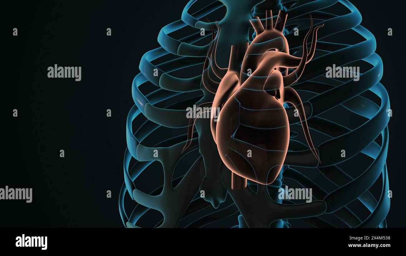 Anatomia del sistema circolatorio umano con cuore Foto Stock
