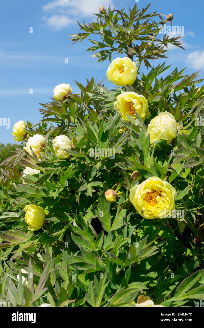 Peonie di peonia ibride Paeonia Lutea, Peonia gialla al limone "High Noon", Giardino Foto Stock