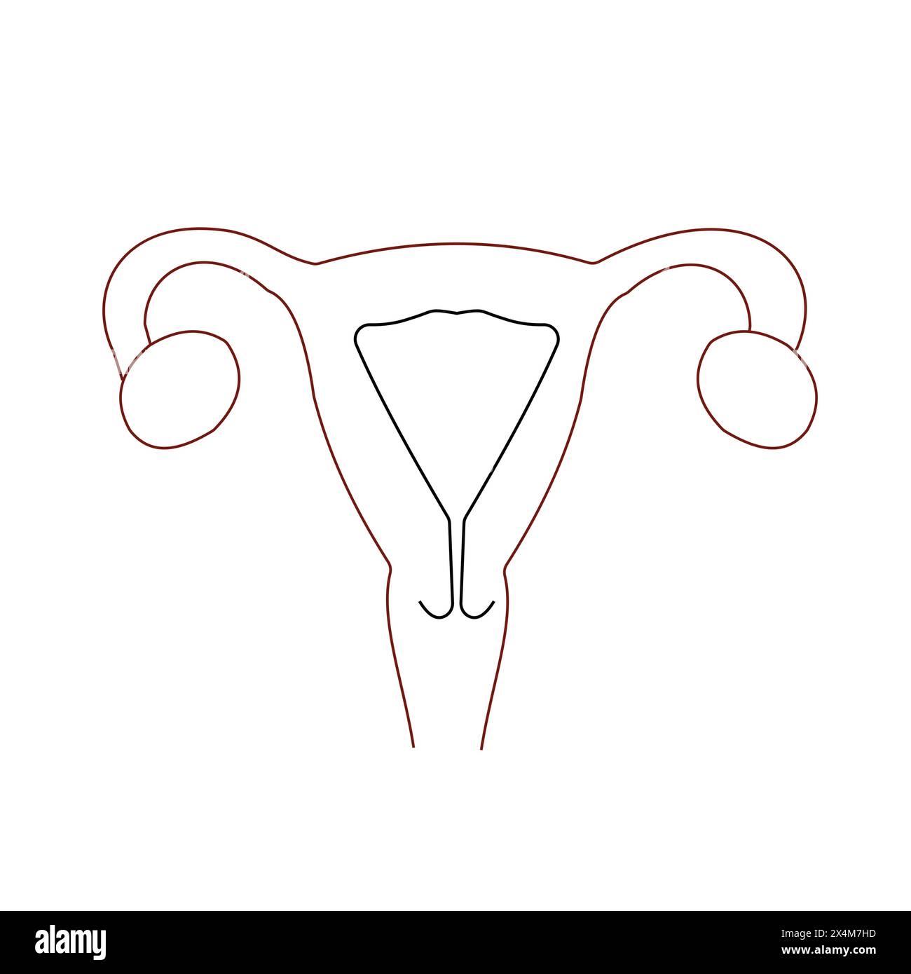 Icona linea organi riproduttivi femminili. Organo riproduttivo femminile, utero, ovaie. Segno piatto dell'icona vettoriale Illustrazione Vettoriale