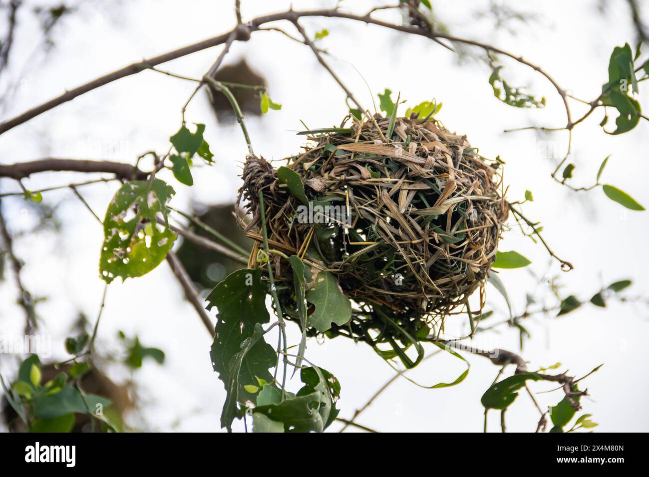 Un nido intrecciato, meticolosamente realizzato da uccelli provenienti da erba secca e rami, si trova in mezzo alla savana africana Foto Stock
